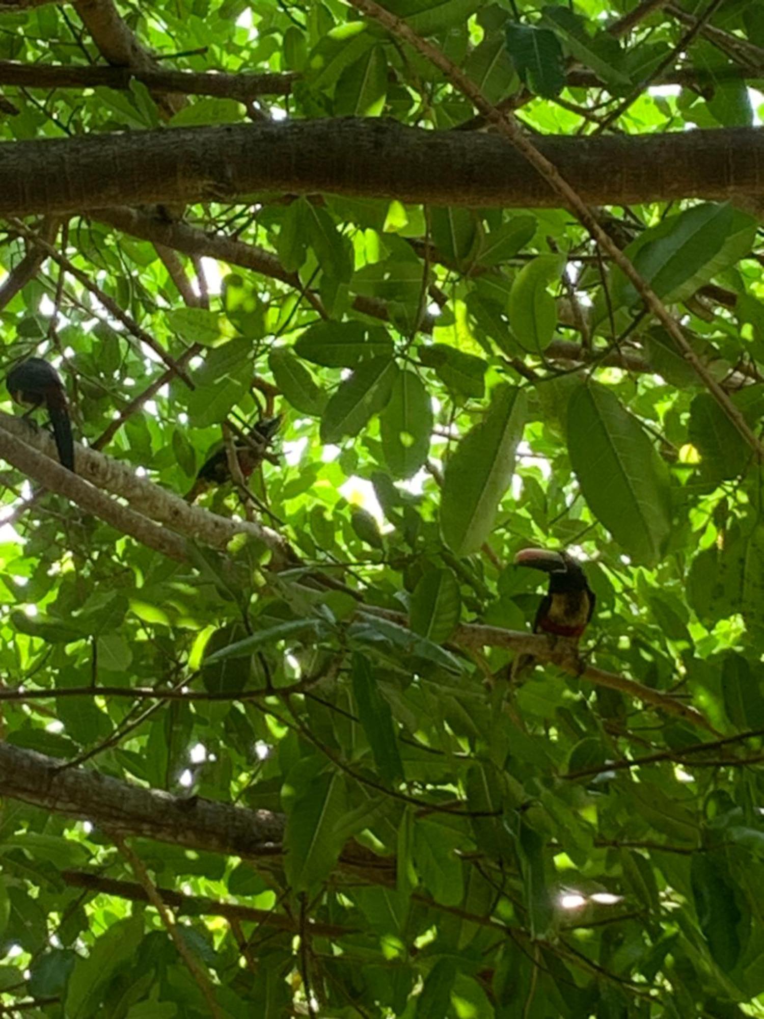 Disfruta Del Contacto Con La Naturaleza Apartment Puntarenas Luaran gambar